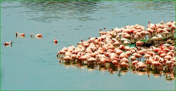 Фламинго в Национальном танзанийском парке Аруша фото