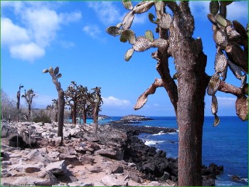 кактусы на побережье Галапагосских островов фото