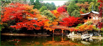 цветущий Киото фото