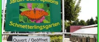 Сад бабочек открывает новый сезон в Люксембурге