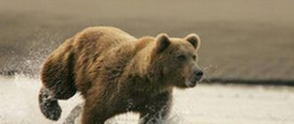 В национальном парке на людей набросились медведи