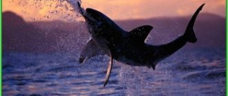 Остров Реюньон - ещё одна атака акулы