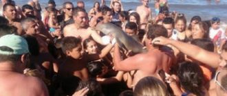 Селфи унесло жизнь дельфина
