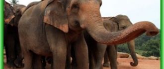 Браконьеры в Зимбабве отравили 81 слона