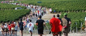 Винный марафон во Франции