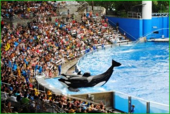 Касатка в морском парке Орландо - фото